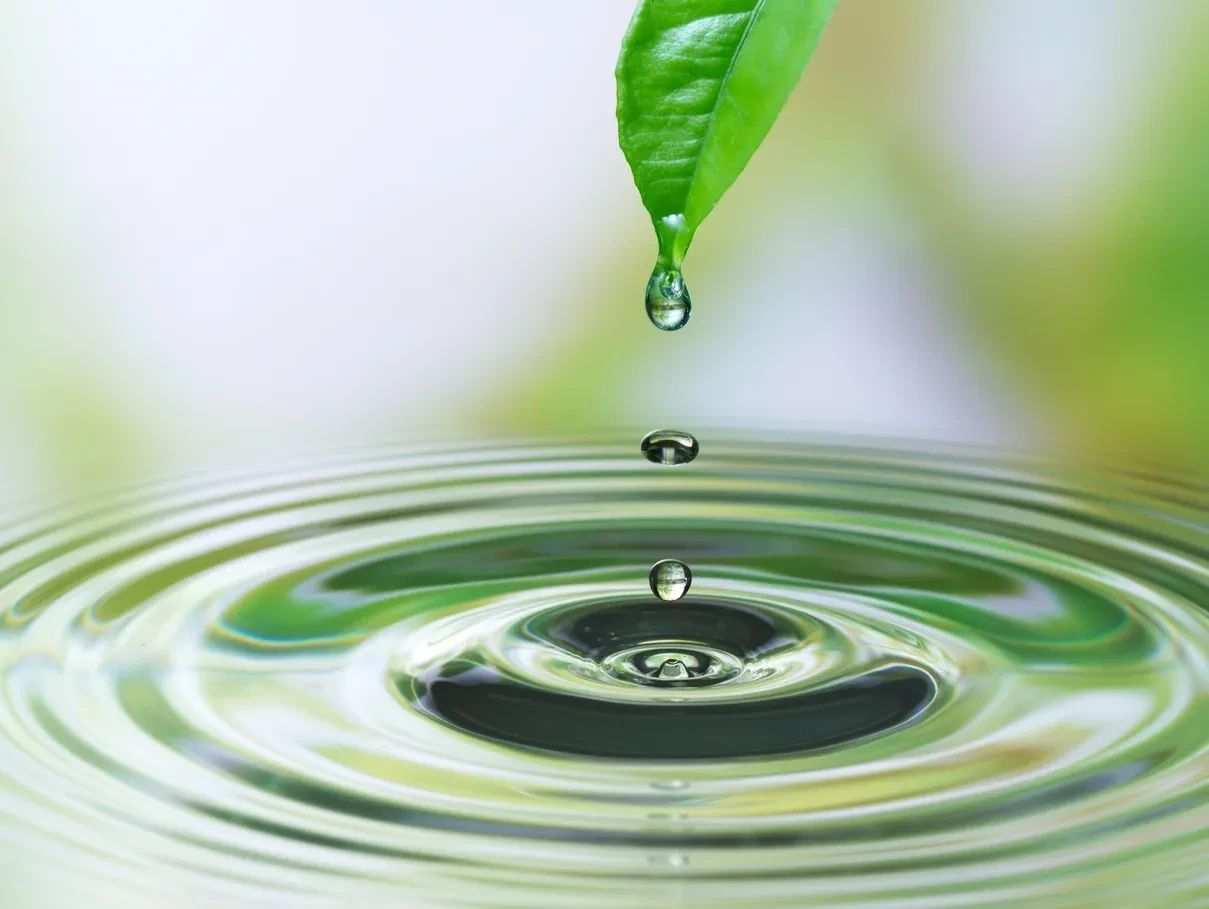 Green leaf with water drops — nature and healing